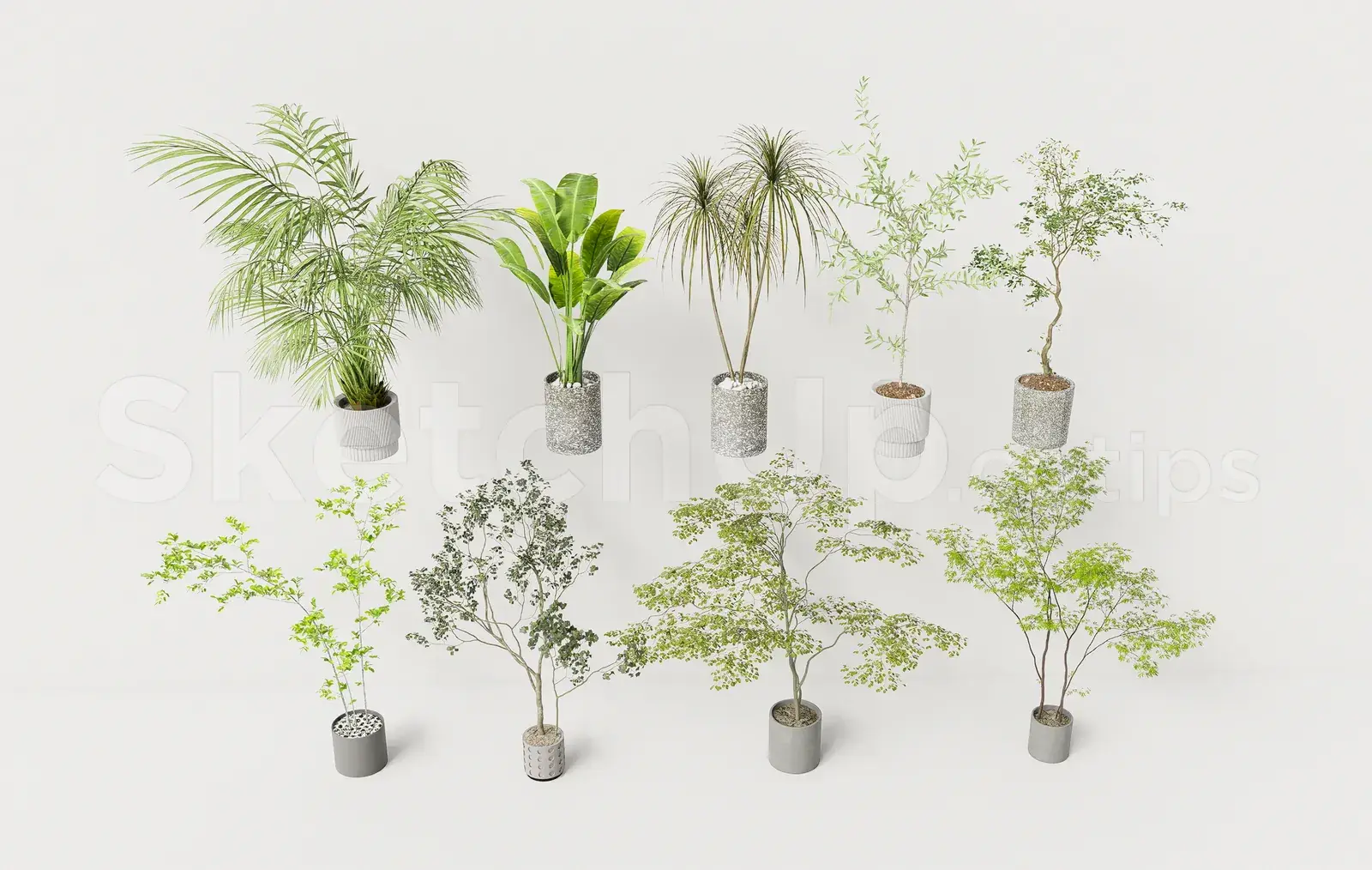 Modern Potted Plants and Indoor Trees