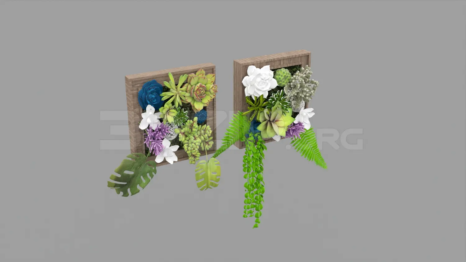 Plant