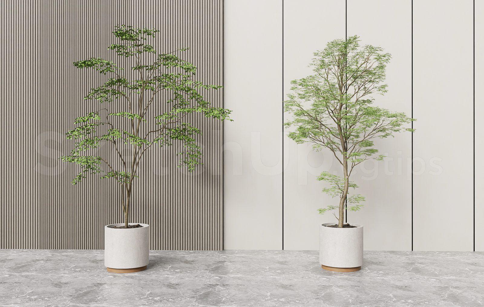 Plant
