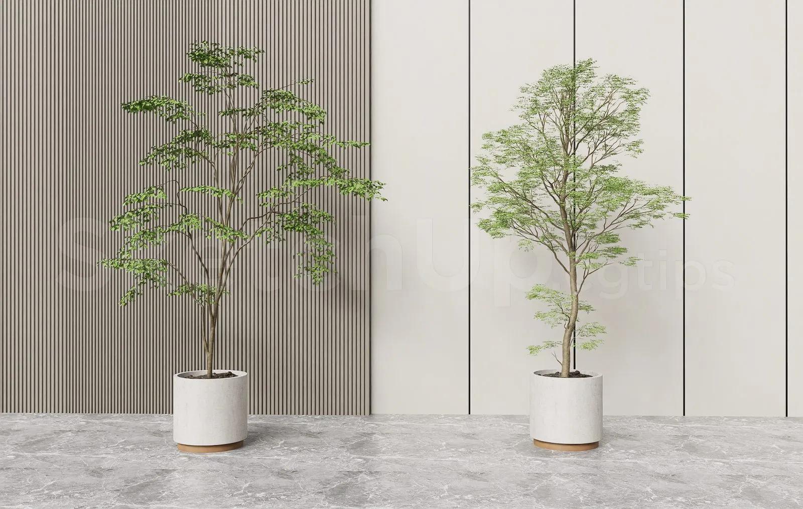 Plant