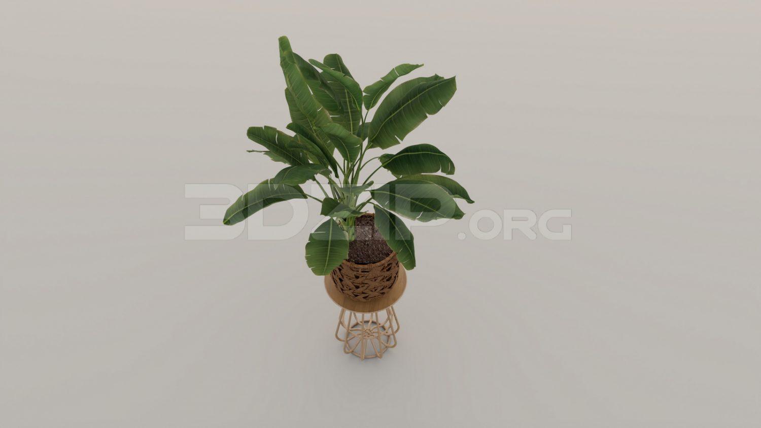 Plant