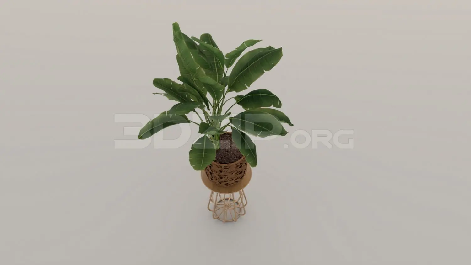 Plant