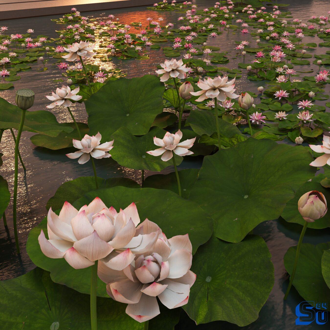 Water Lily Plant