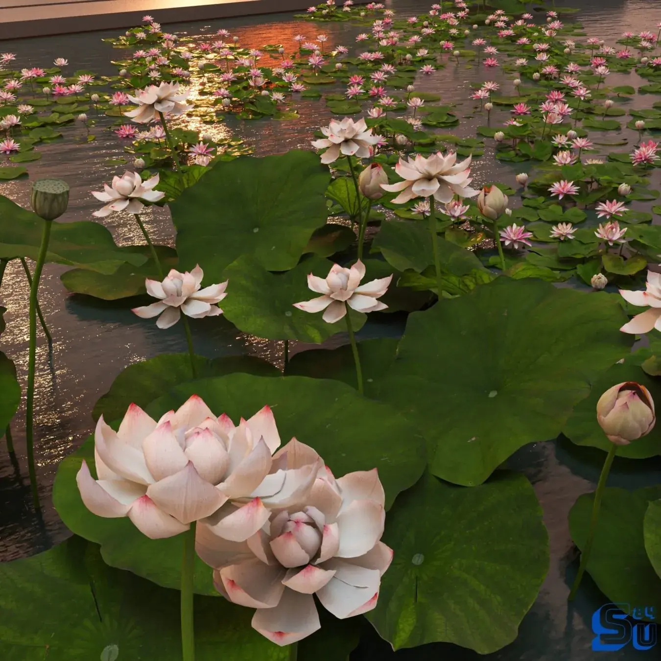 Water Lily Plant