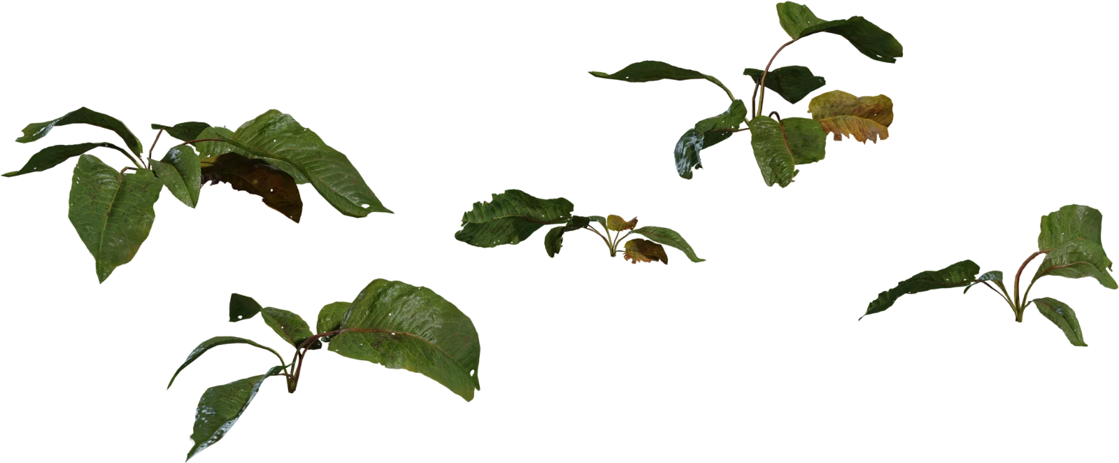 Weed Plant 2