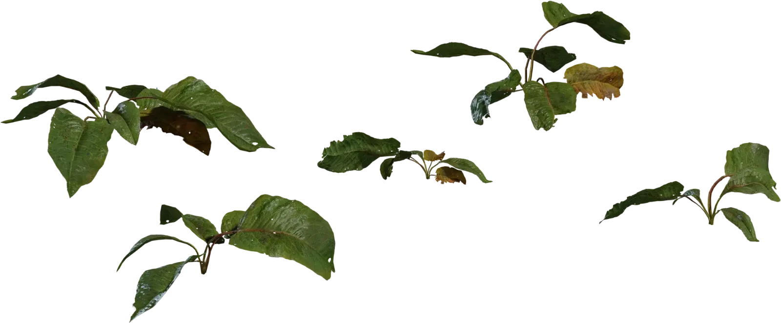 Weed Plant 2 — preview 1, by Rico Cilliers, Rob Tuytel (Poly Haven, CC0)