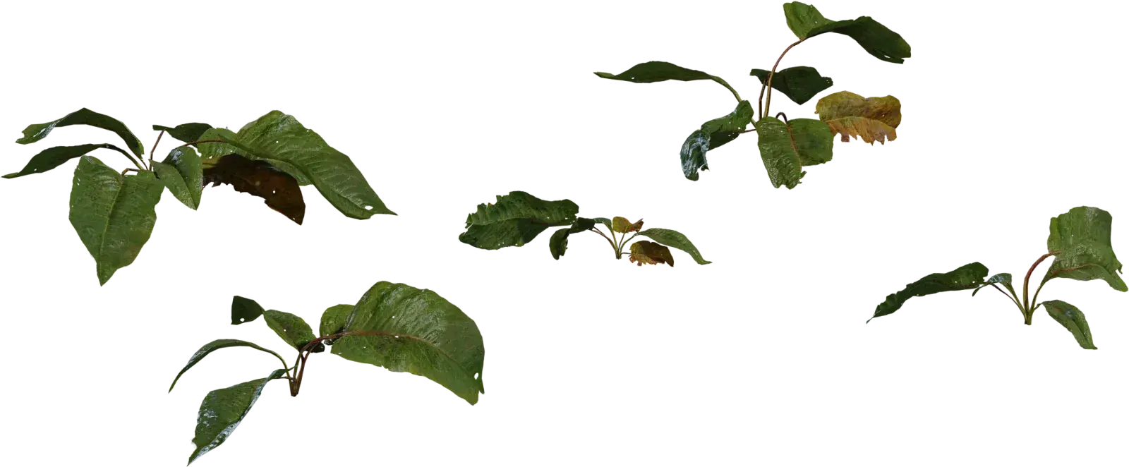 Weed Plant 2