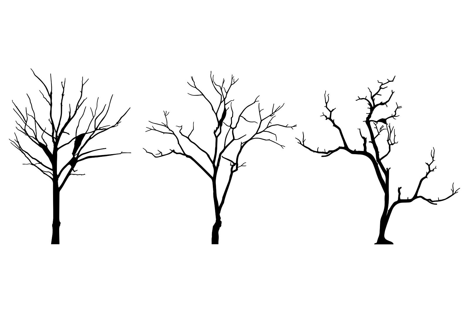 Winter Trees