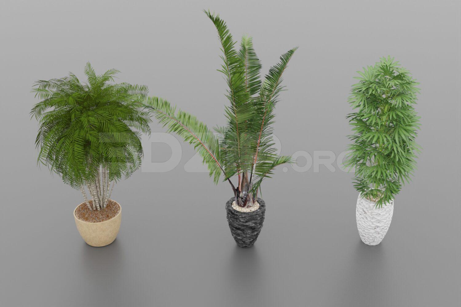 Plant