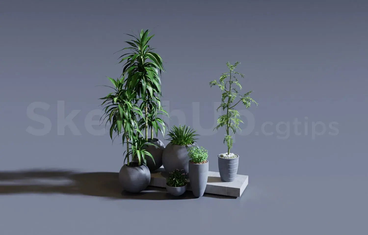 Plant