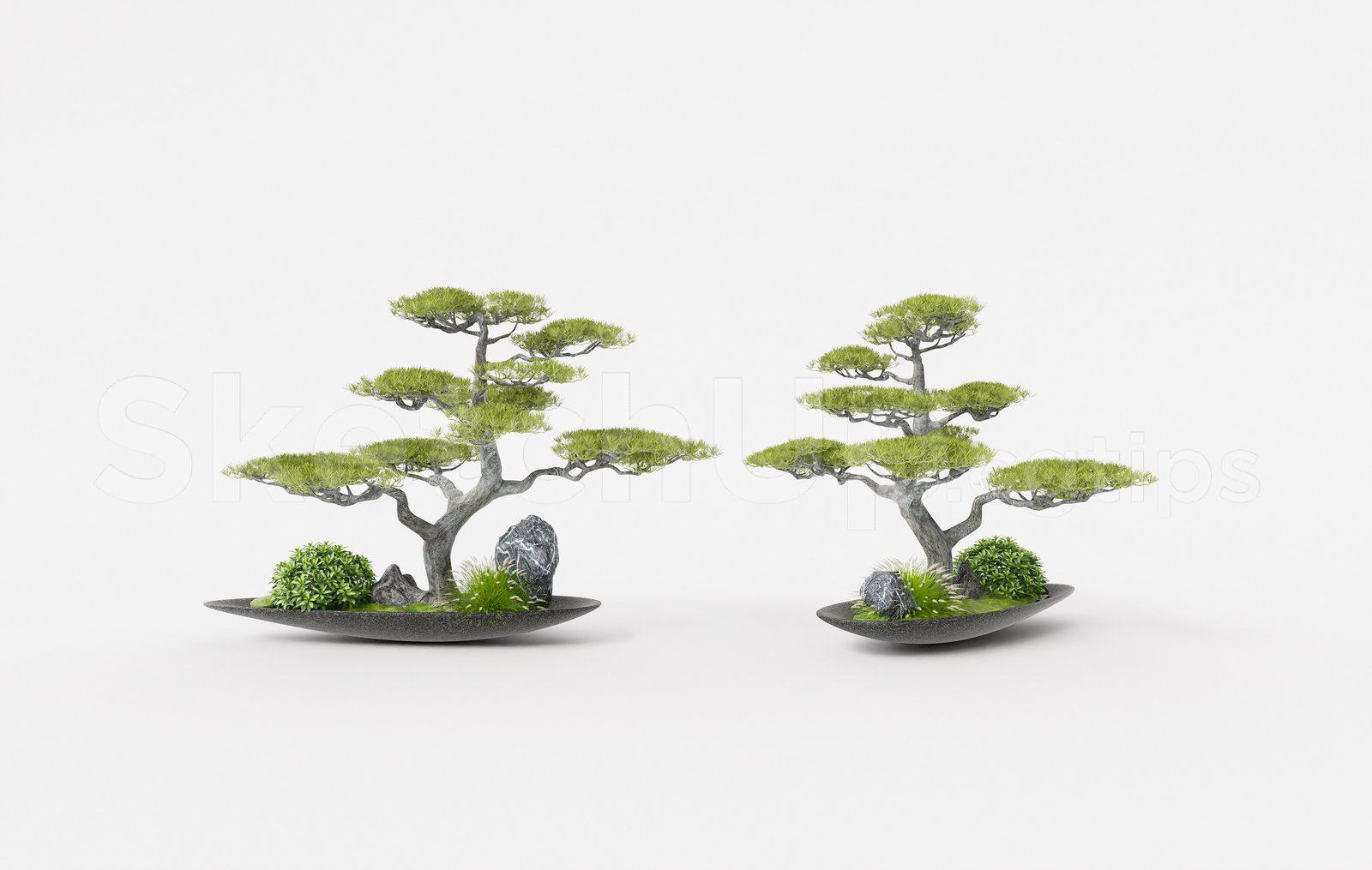 BonSai Tree