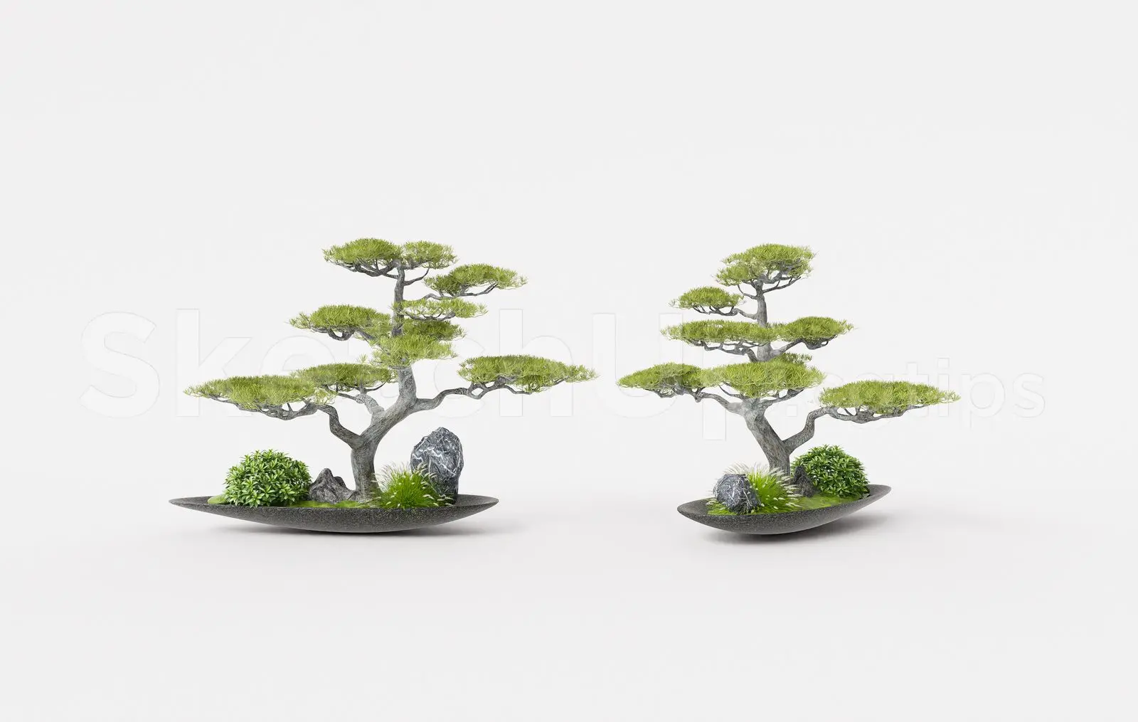 BonSai Tree