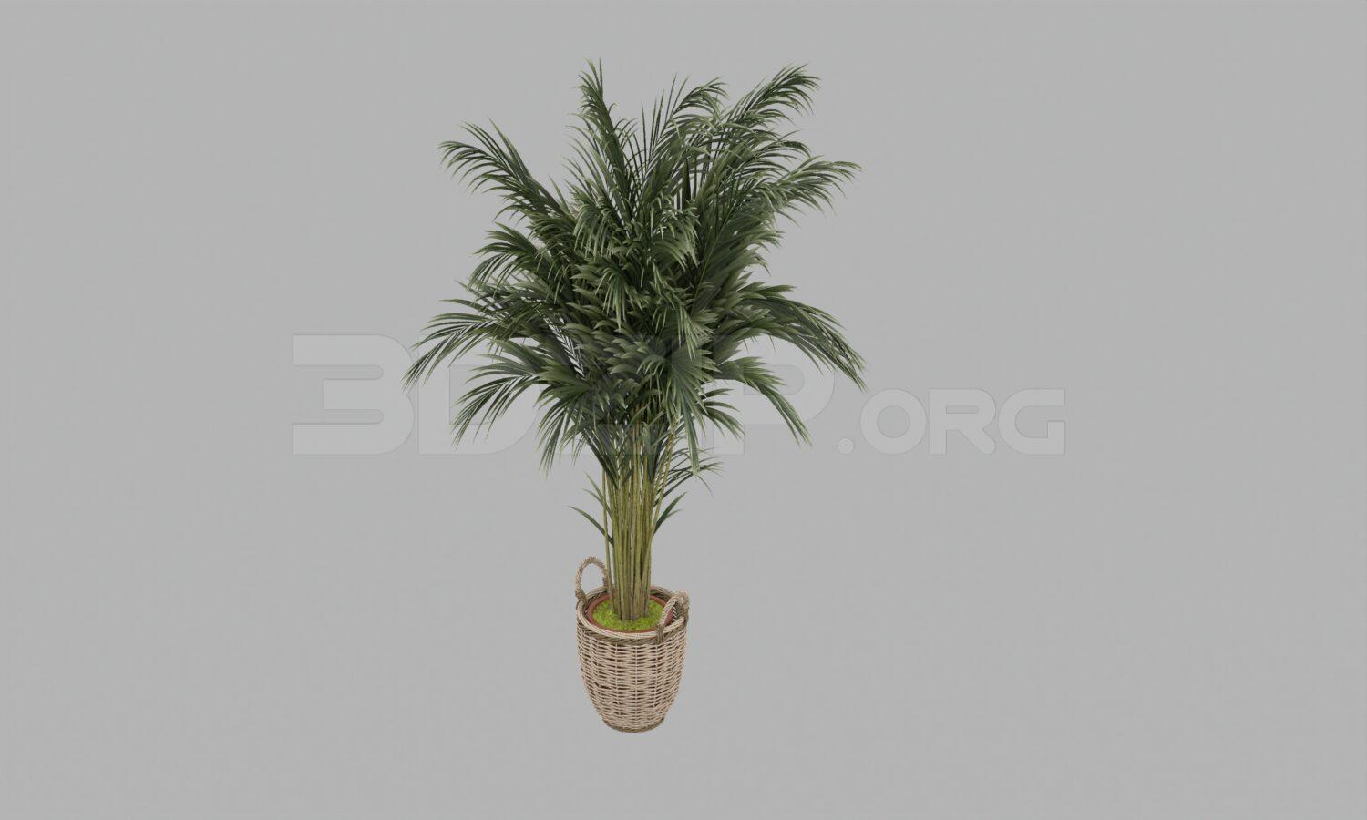 Plant