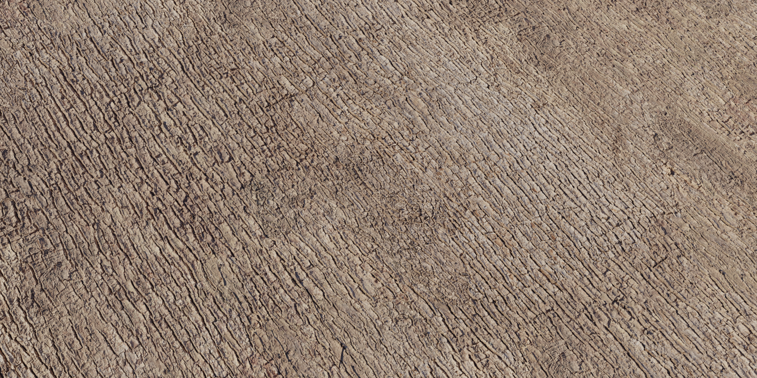 Japanese Camphor Bark