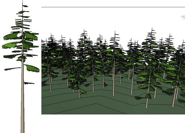 Sitka Spruce