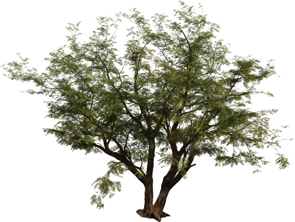 Jacaranda Tree
