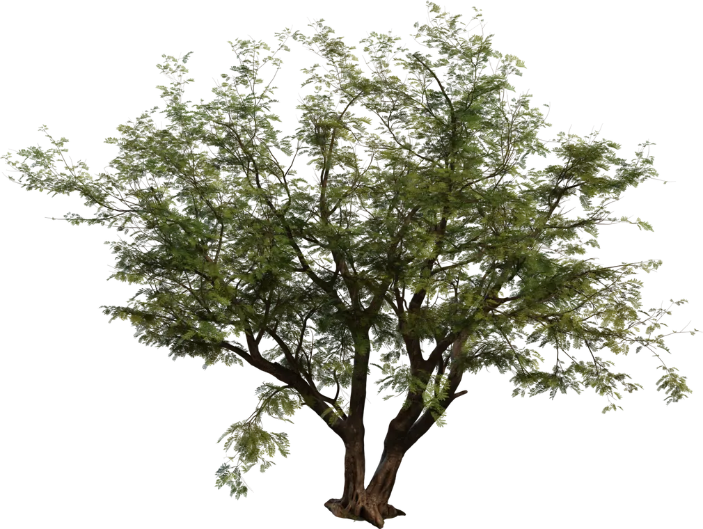 Jacaranda Tree