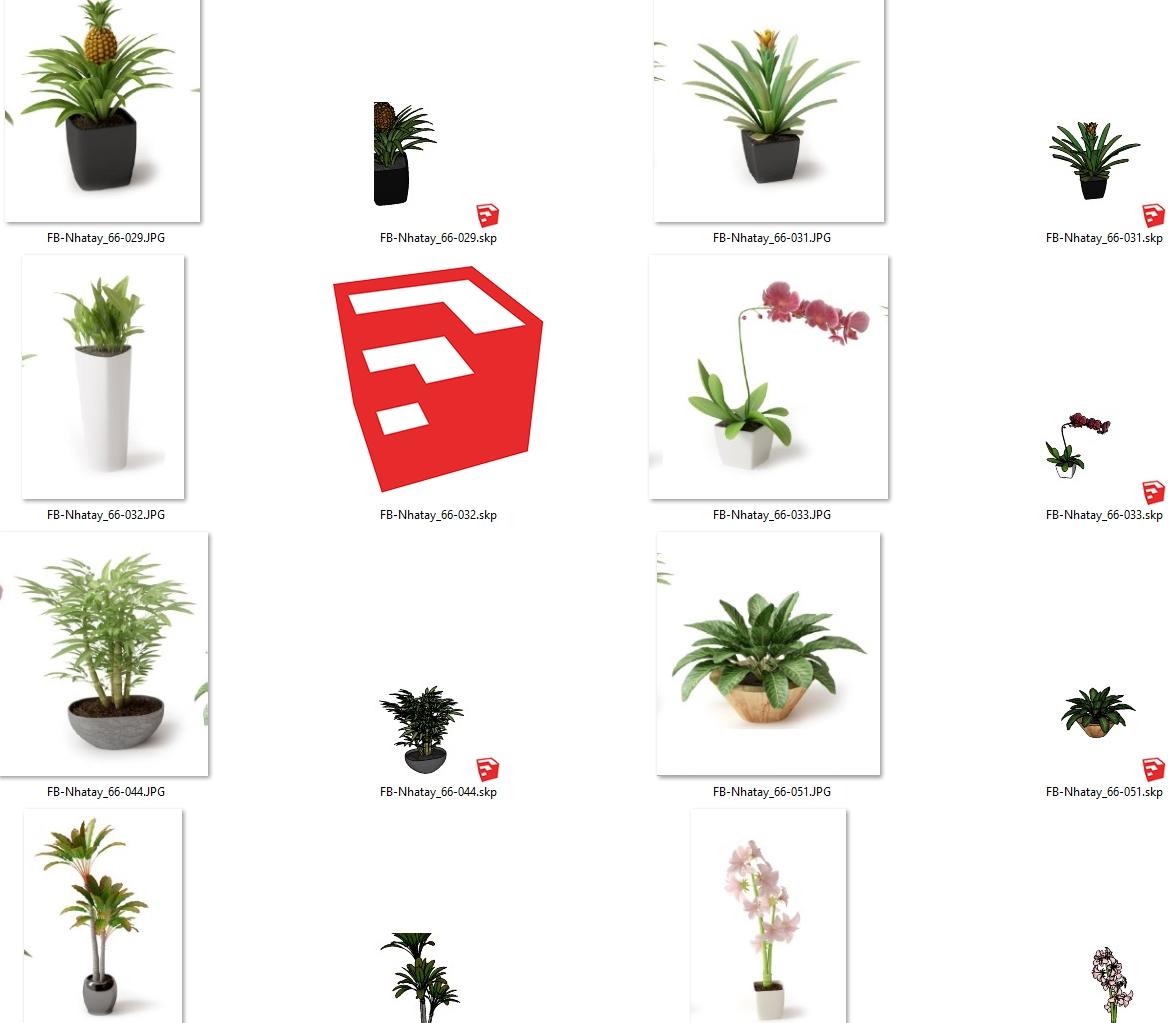Plant