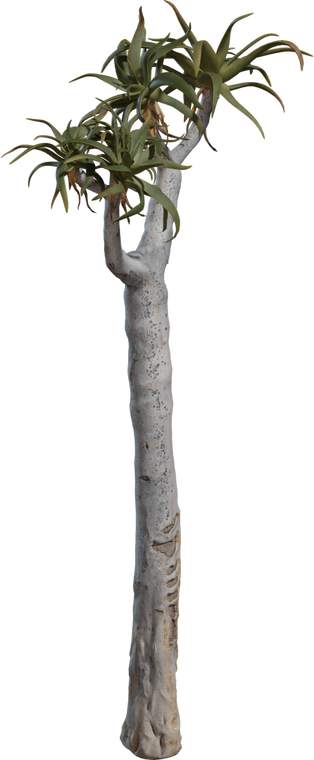 Quiver Tree 1