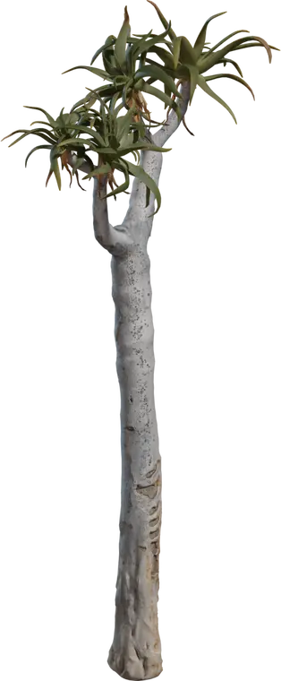 Quiver Tree 1