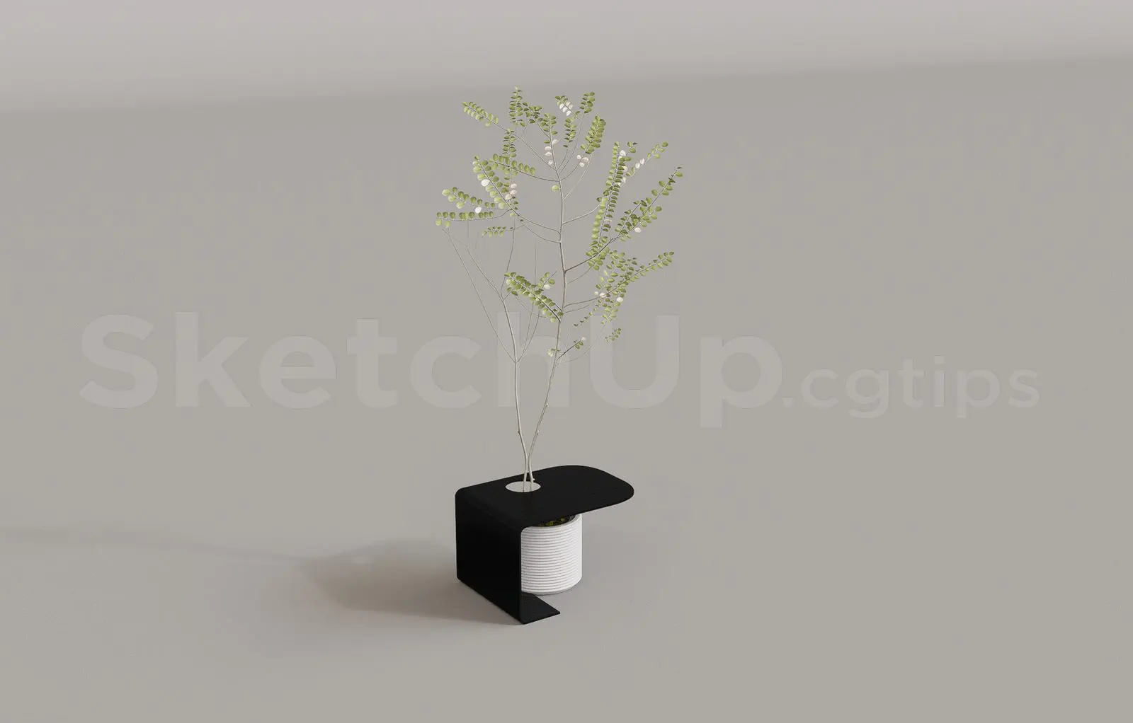 Plant