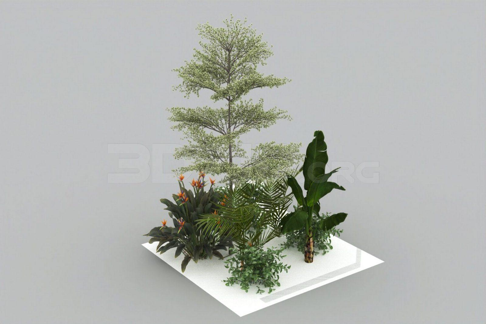 Plant