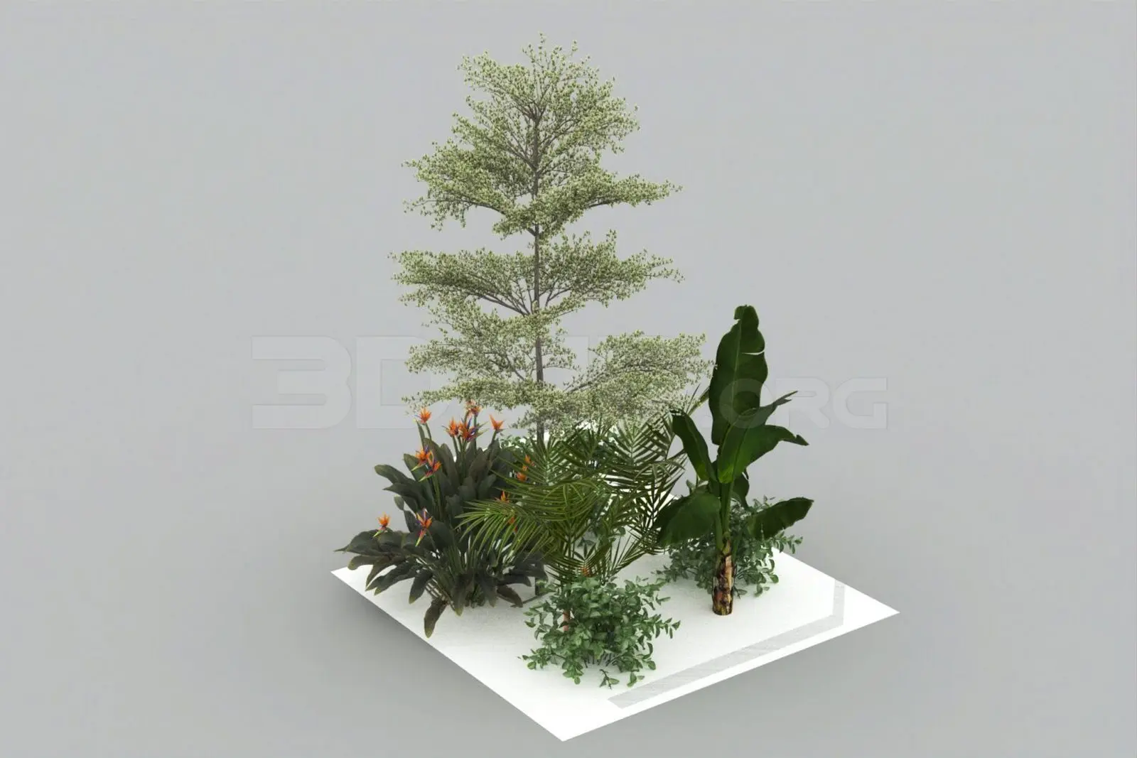 Plant