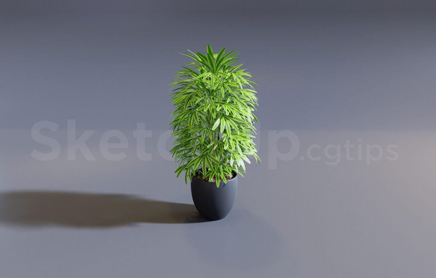 Plant