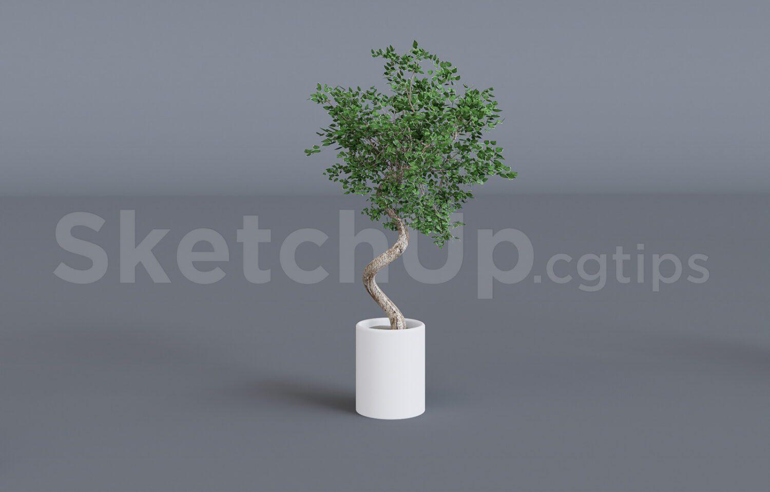 Plant