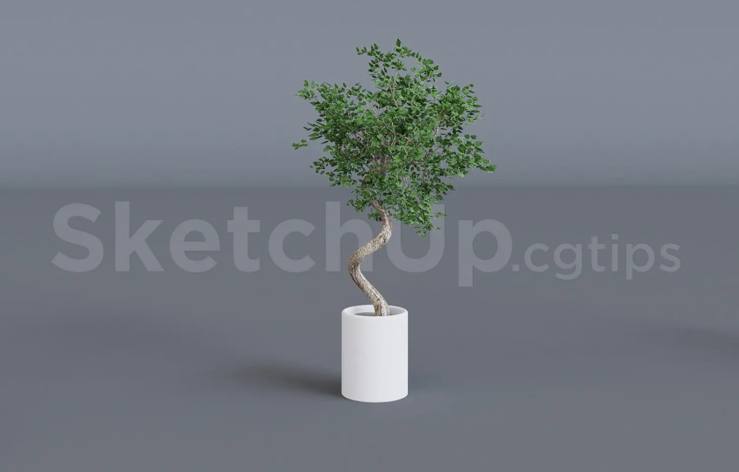 Plant