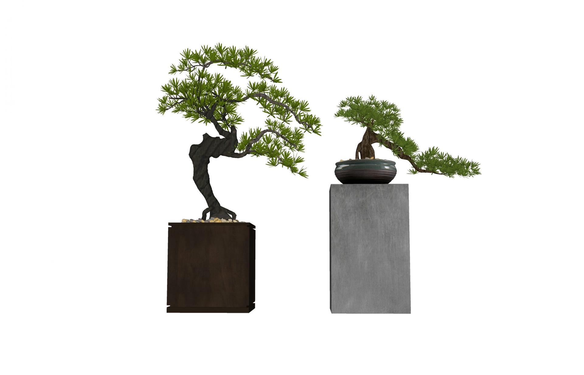 BonSai Tree