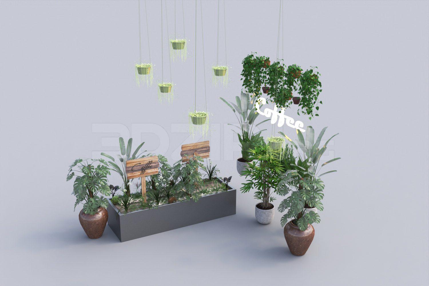 Plant