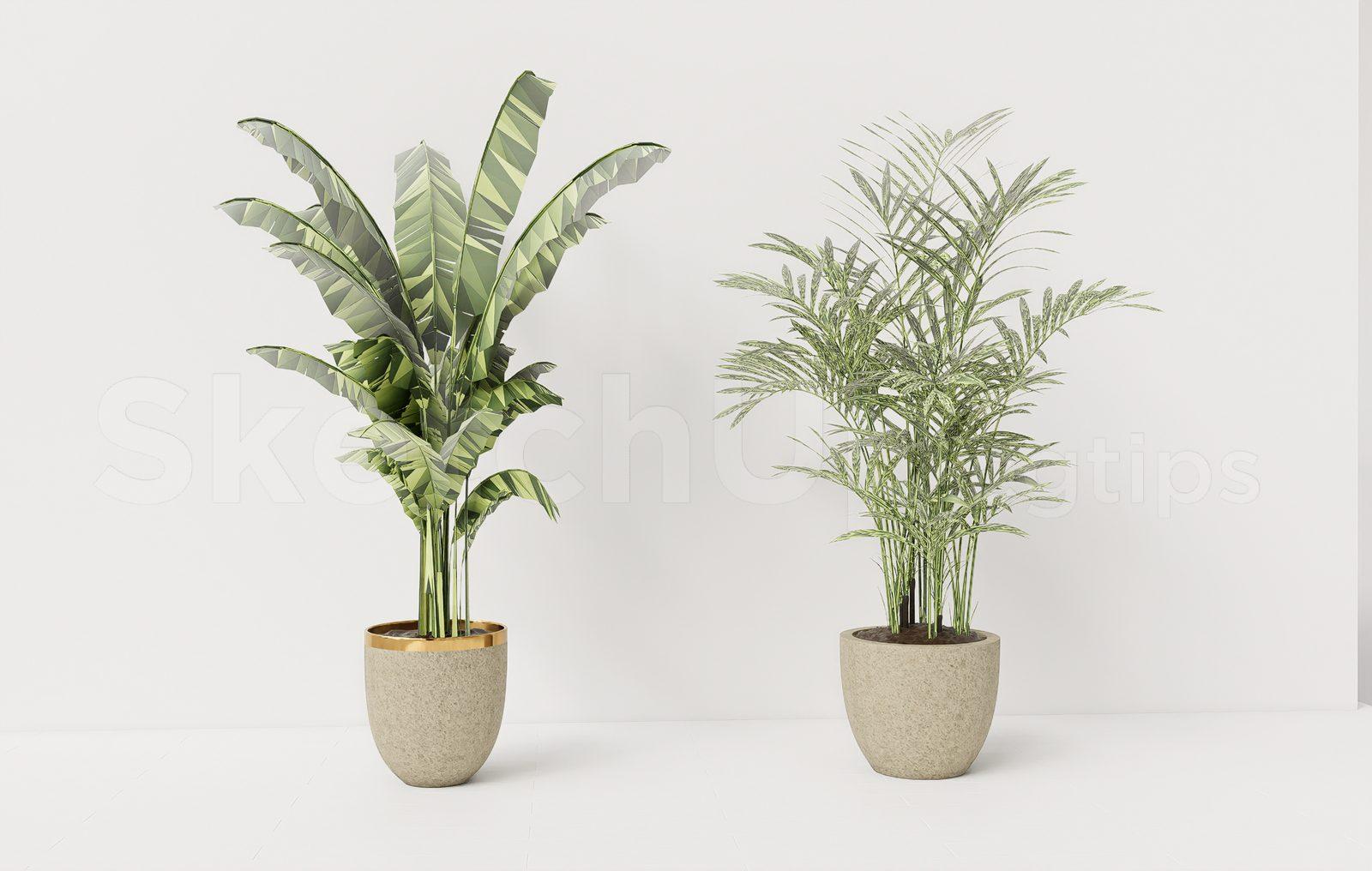 Plant