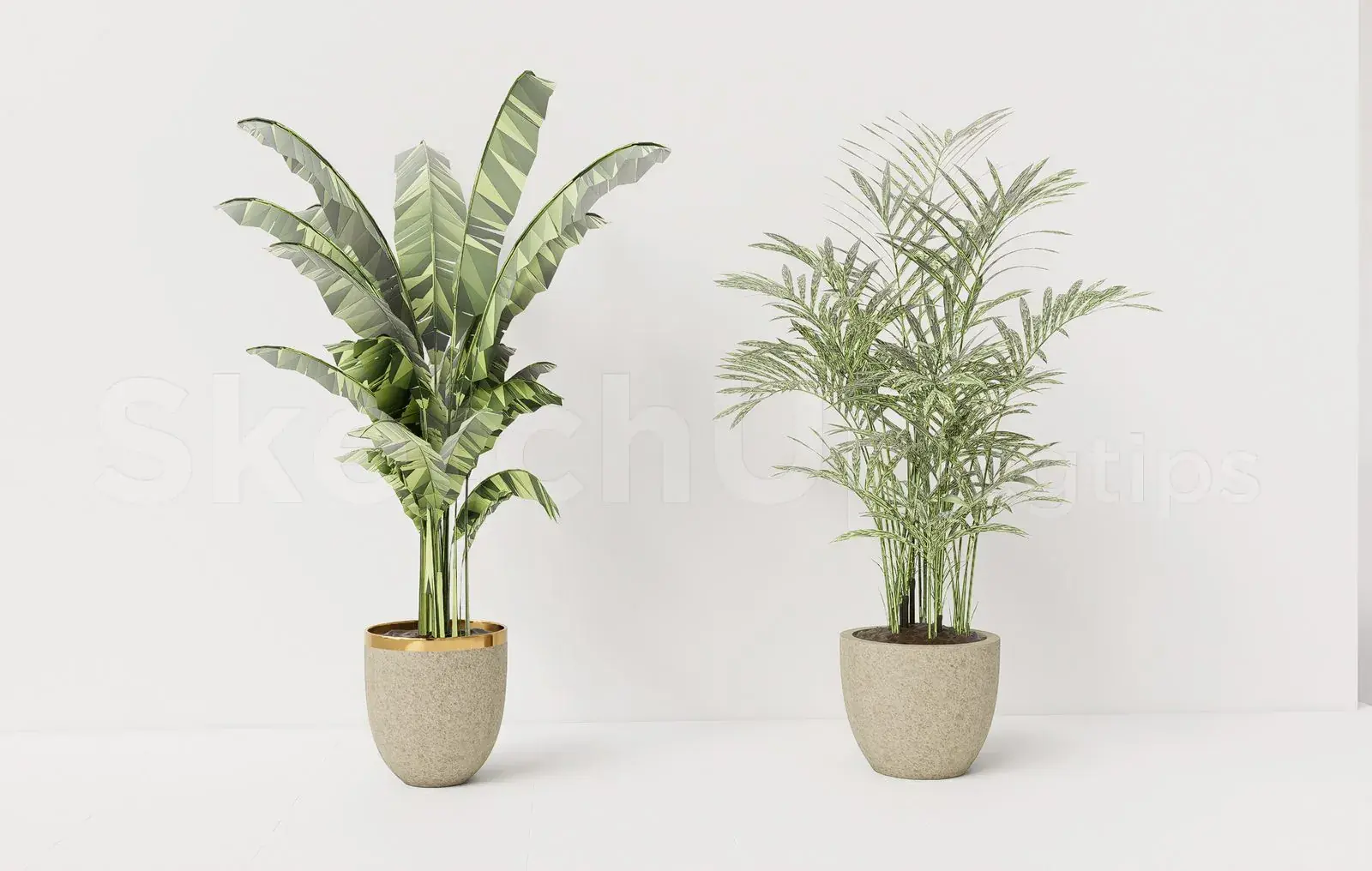 Plant