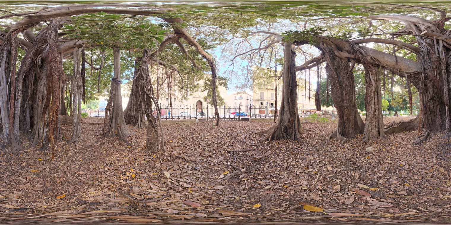 Old Tree In City Park
