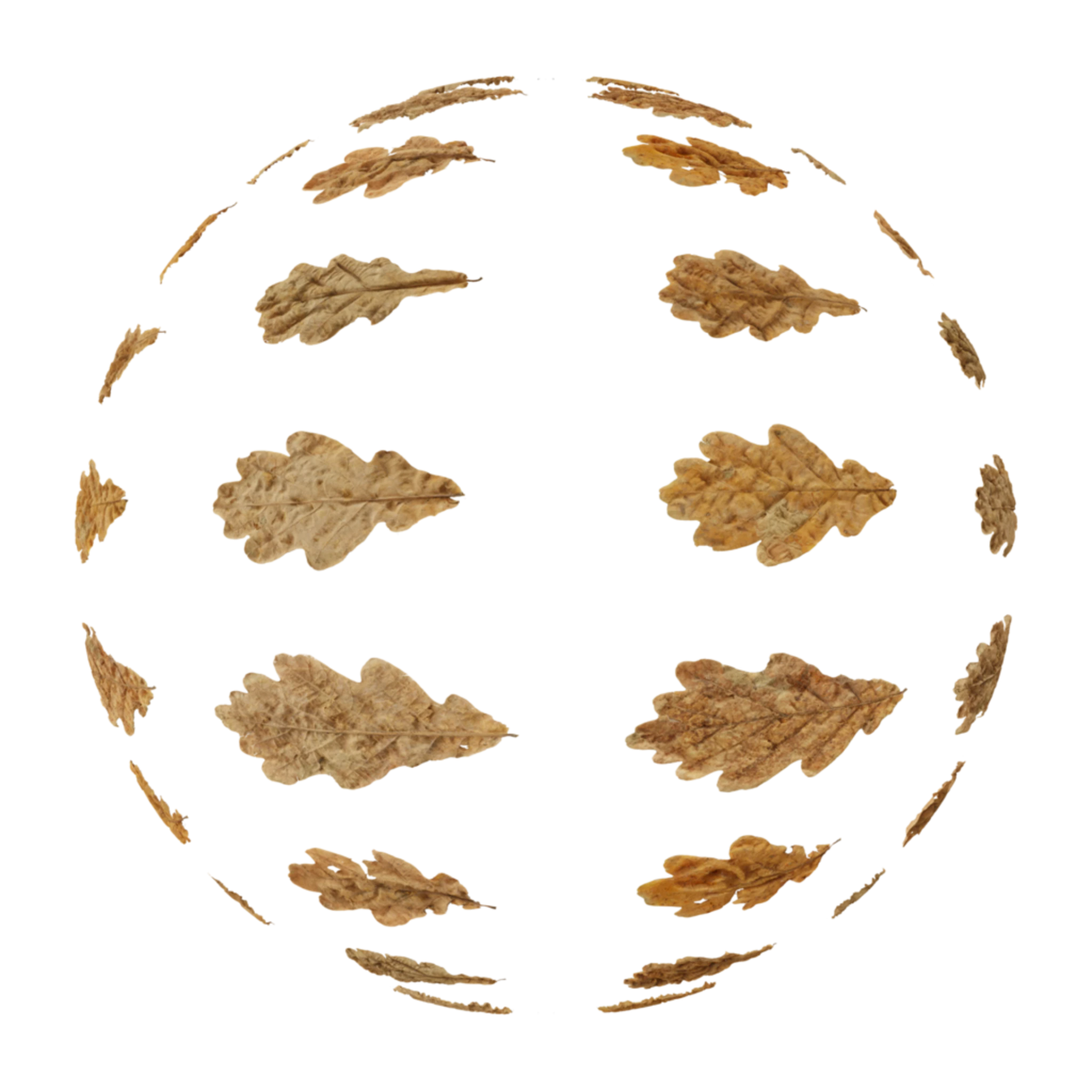 Leaf Set 012
