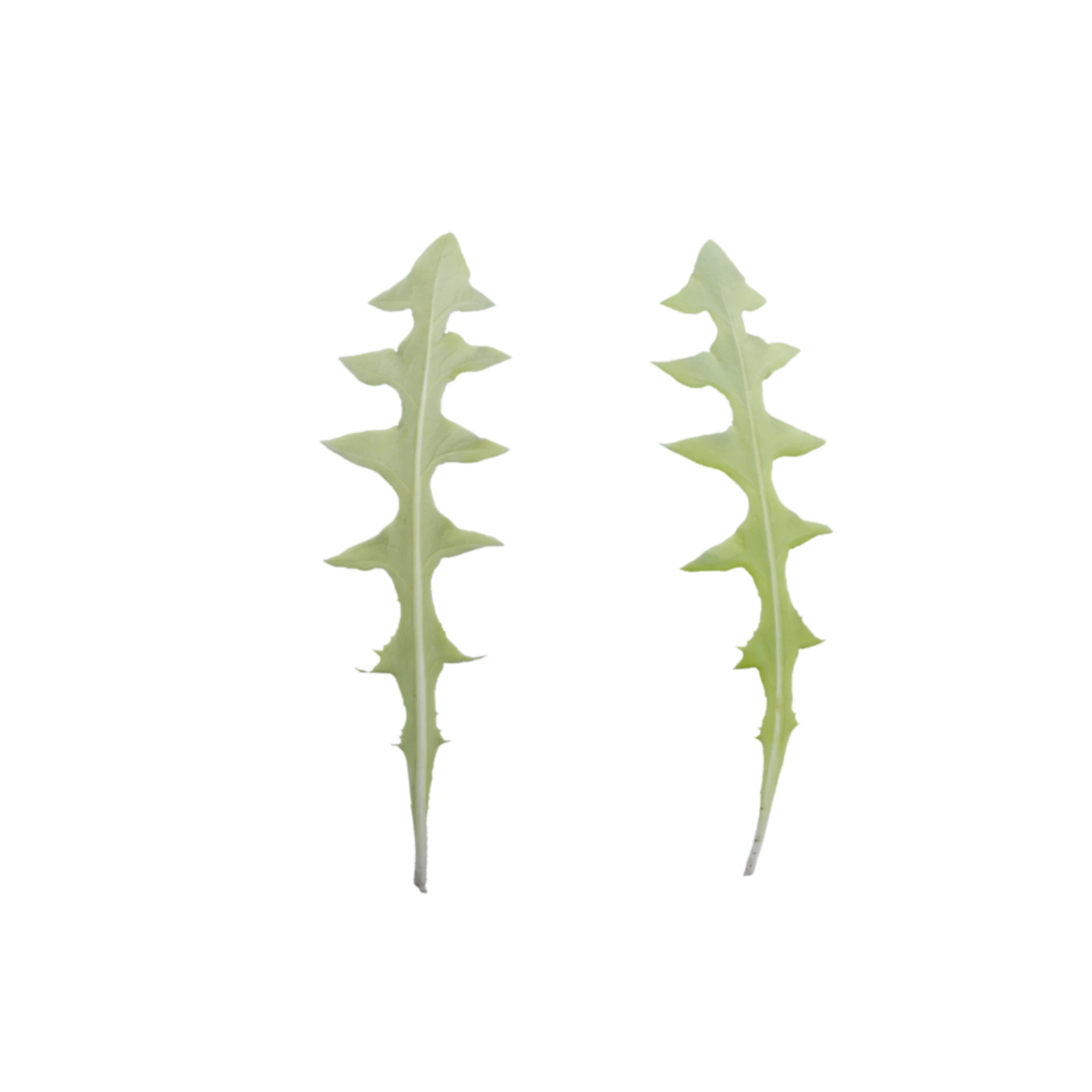 Leaf 002
