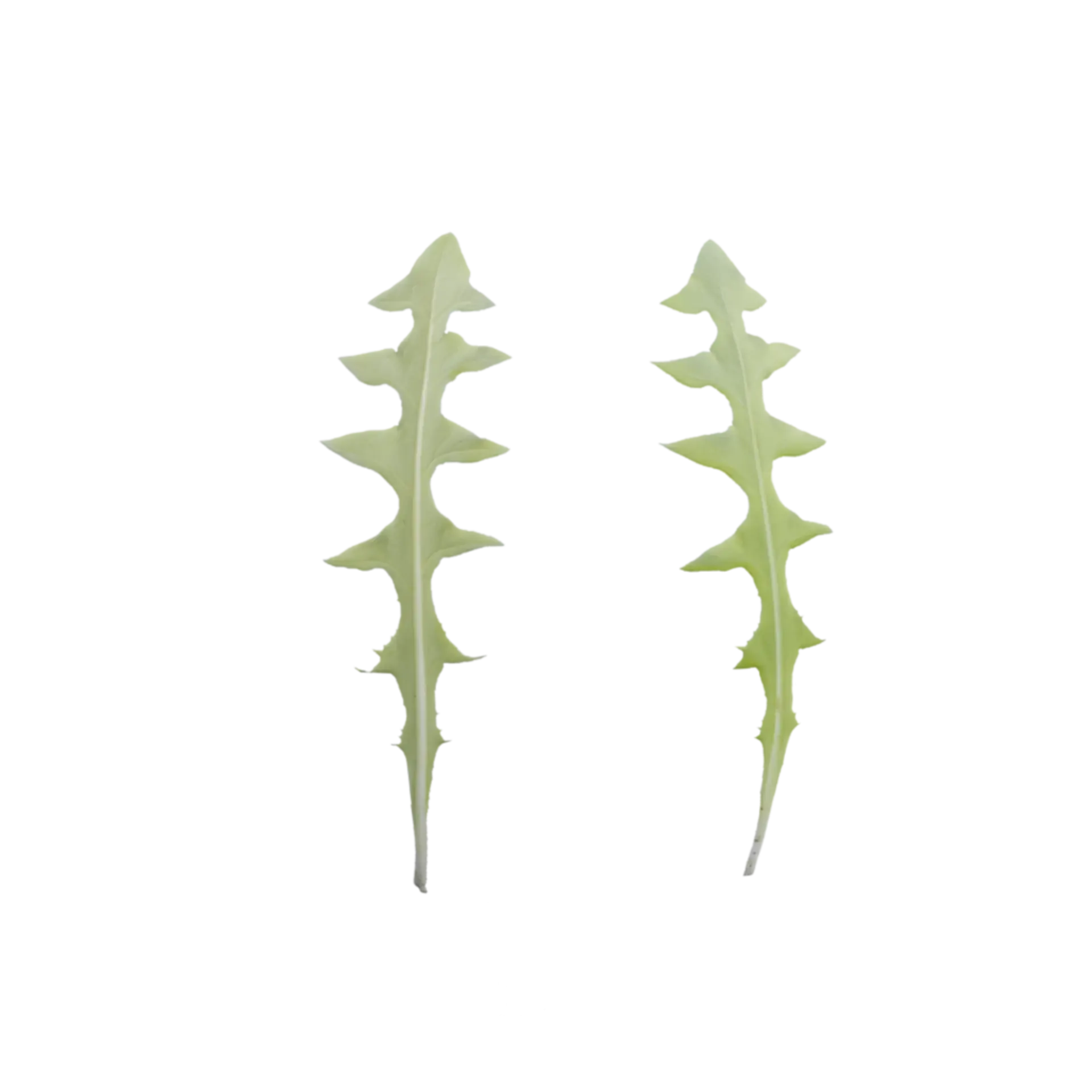 Leaf 002