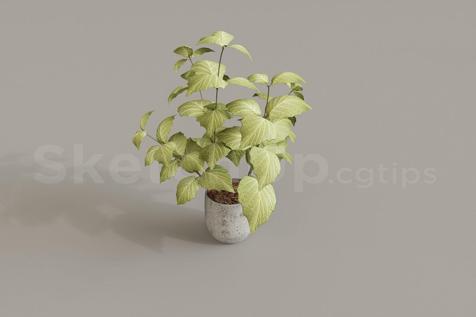 Plant