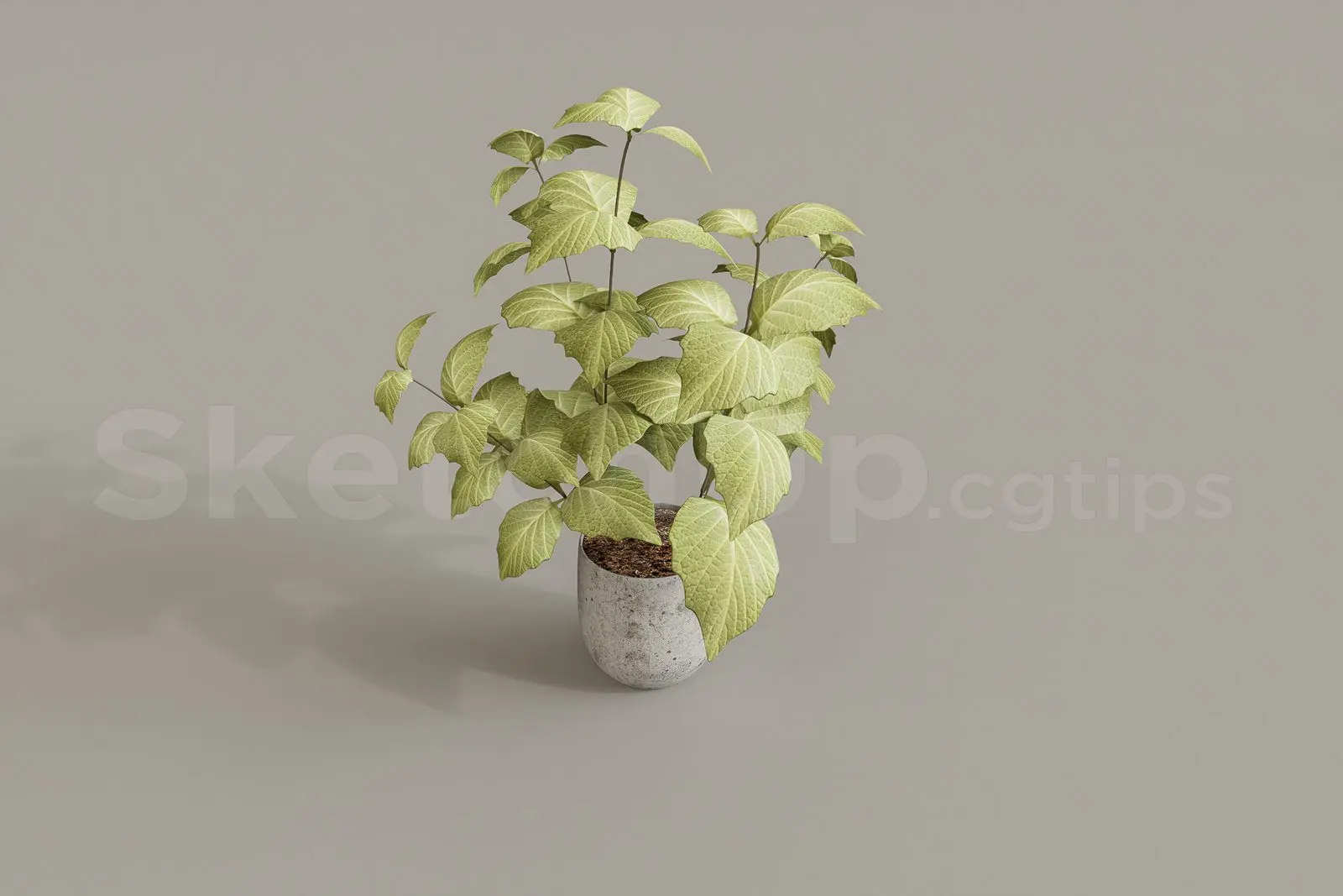 Plant