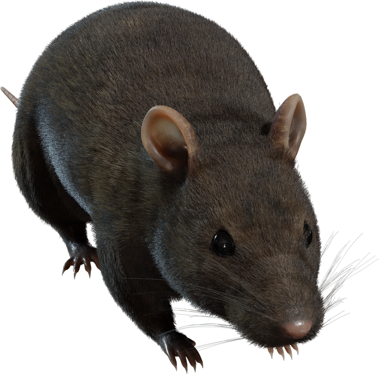 Street Rat