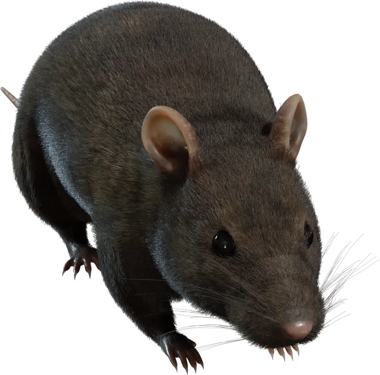 Street Rat