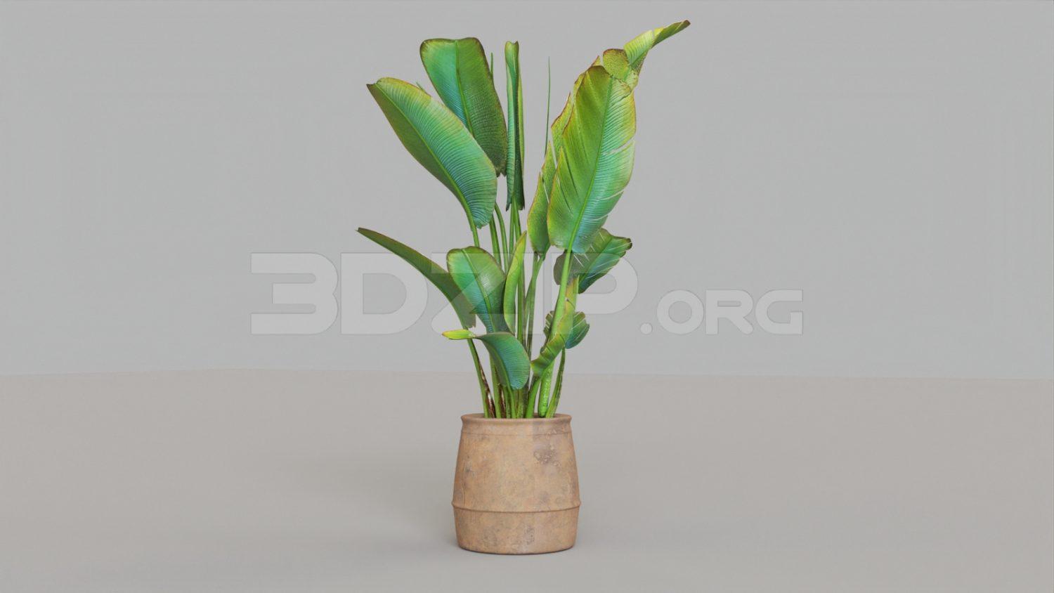 Plant