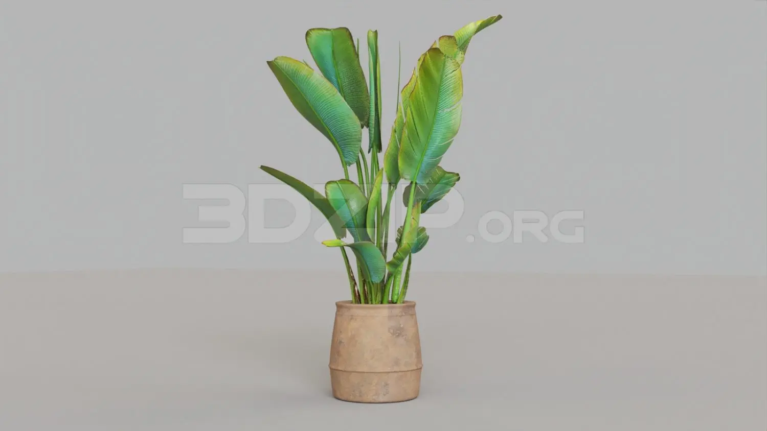 Plant