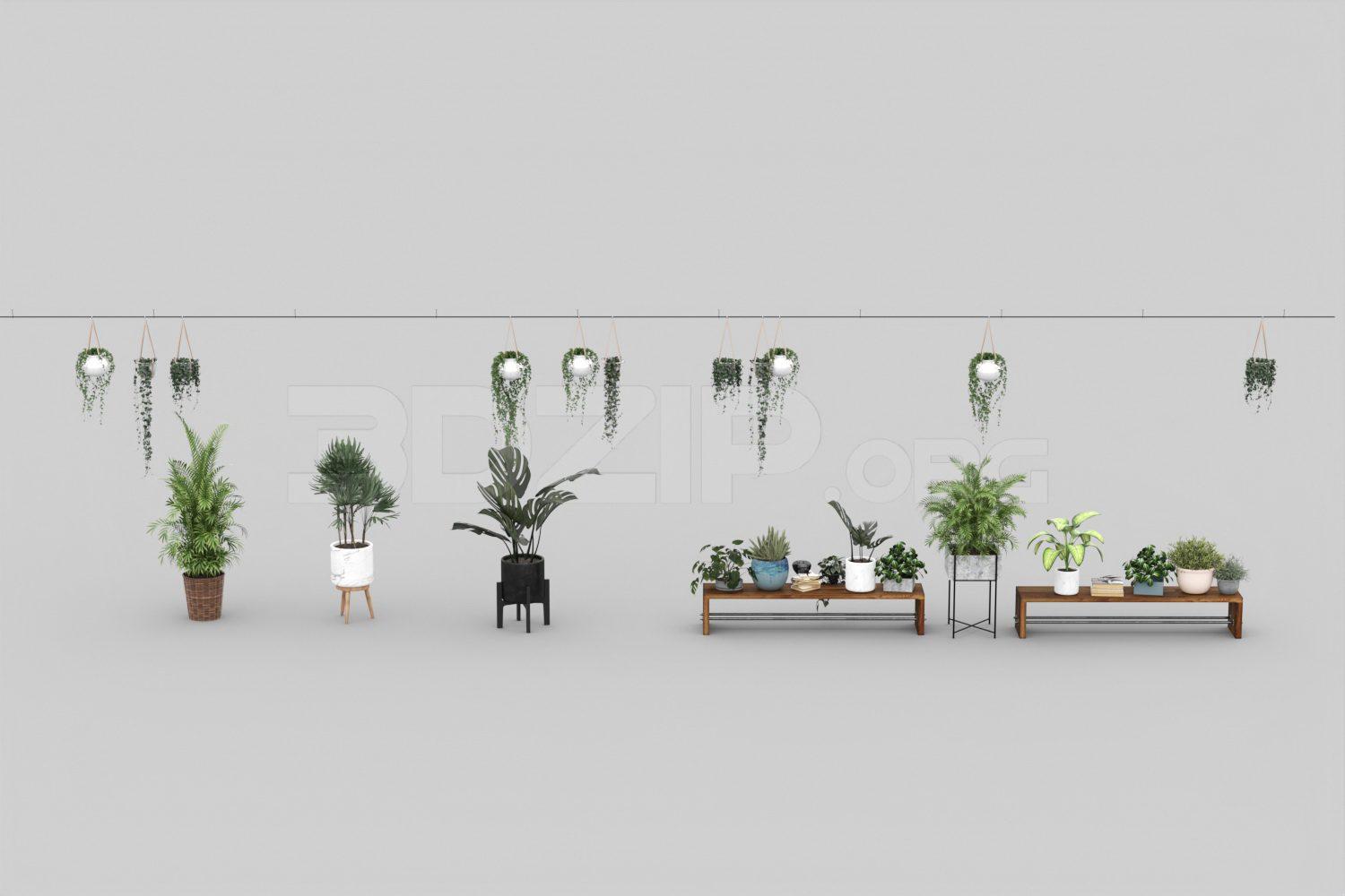 Plant