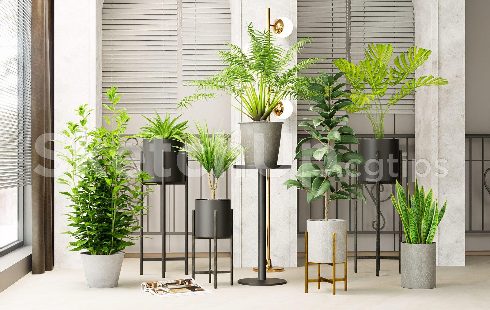 Plant