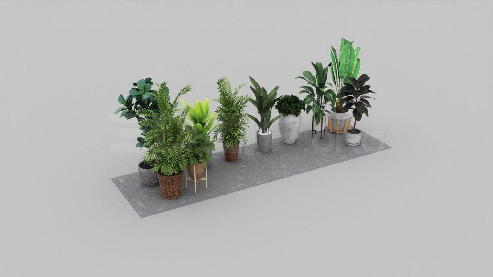 Plant