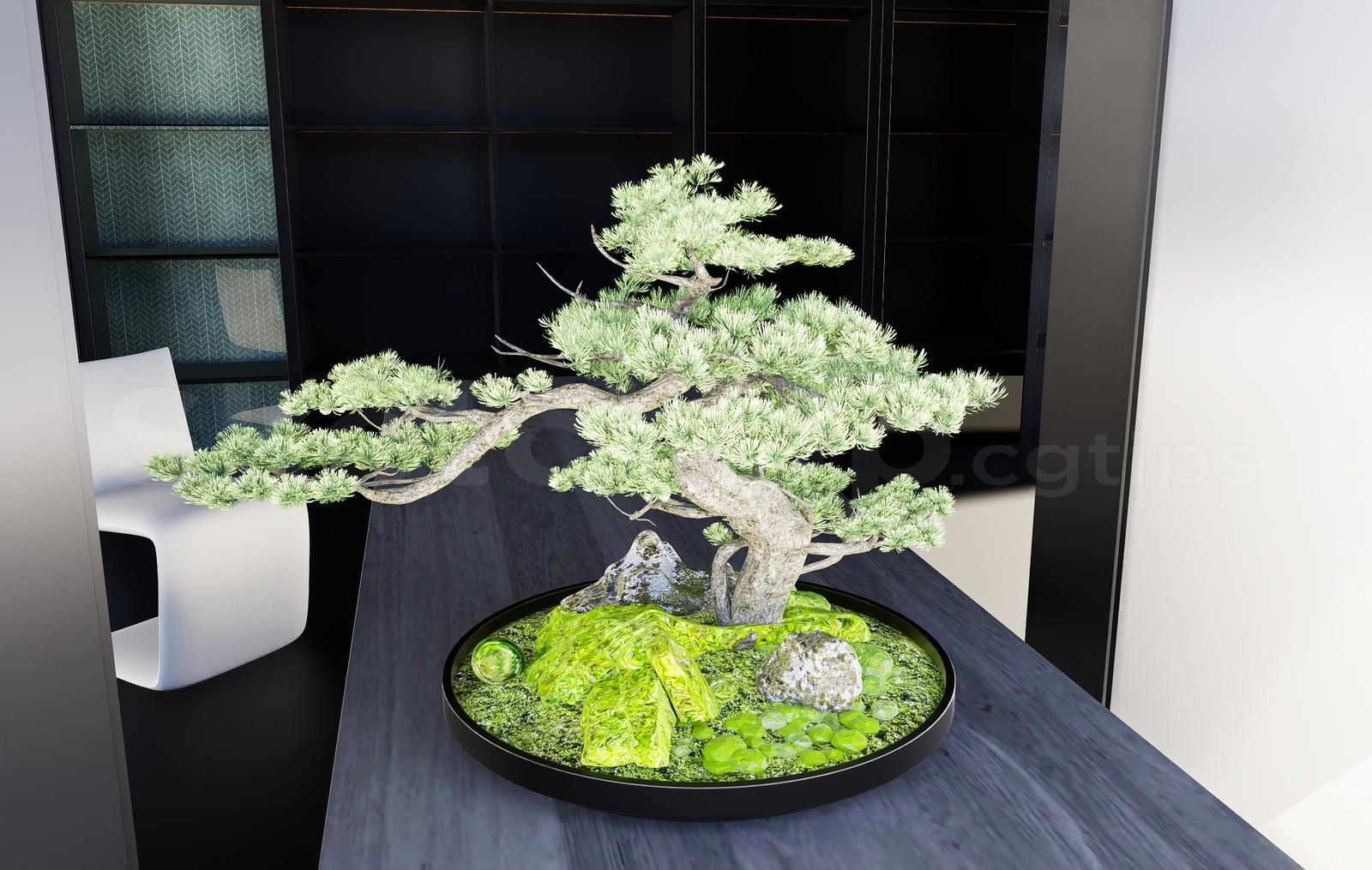 BonSai Tree