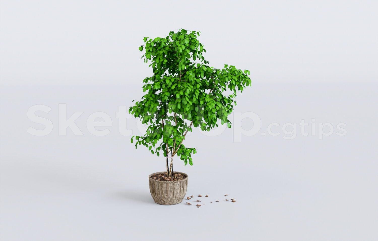 Plant
