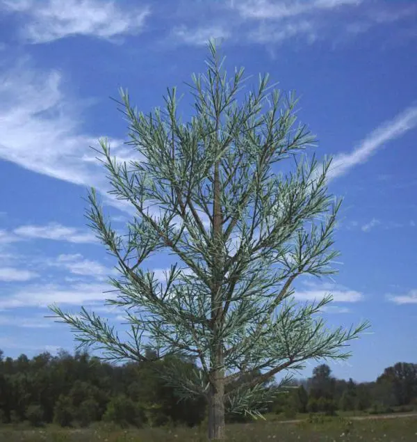 3d Coniferous Tree A_conf6x — preview 1, by Jeff Rath 3D Entourage (RevitCity, CC0)